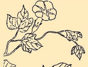本草纲目·第八卷·草部·牵牛子原文是什么内容？