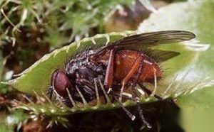 植物界中的冷血杀手：食人花真实存在吗?