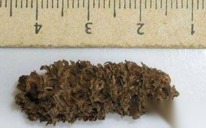 世界上最古老的东西：最早乐器出现在4.2亿年前