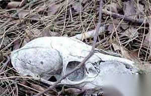 印尼死亡地带爪哇谷洞 千百年来有去无回