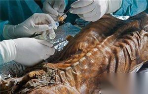 揭秘欧洲冰封5300年的冰人木乃伊之谜