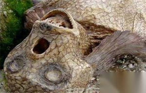 ​震惊！揭秘古城墓室惊现神秘海底人鱼