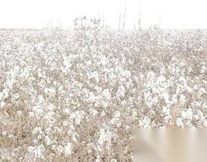 明朝才开始大规模种植棉花，在此之前的古人冬天怎么过？
