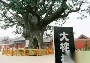 揭秘洪洞大槐树移民的真相，影响中国好几百年！