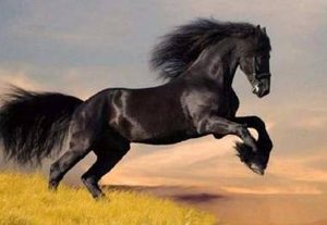 汗血宝马的血液真的是红色的吗？