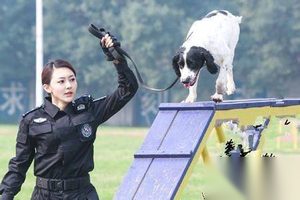 警花与警犬第10集剧情介绍 杜飞万金买车求真相