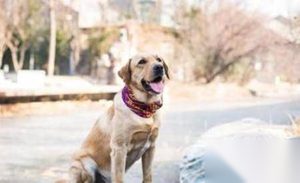 神犬小七第二季第5集剧情 欧叶把小七还给诺诺