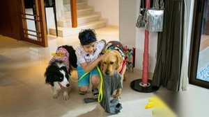 神犬小七第二季第9集剧情 小七从山里救出法斗犬
