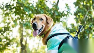 神犬小七第二季第16集剧情 众人为小七举办生日