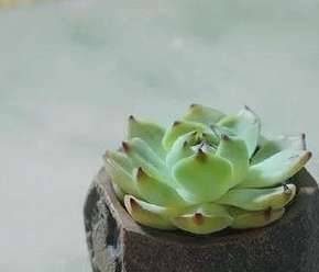 《香蜜沉沉烬如霜》肉肉复活了吗？肉肉结局揭晓