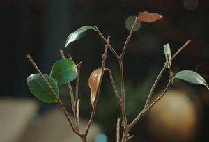《蓬莱间》桃源乡是什么东西？桃源乡有什么特殊能力？