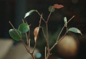 《蓬莱间》桃源乡是什么？桃源乡有什么能力？
