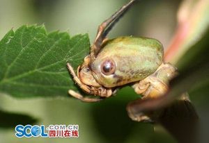 世界最长昆虫新物种 足全长超60厘米