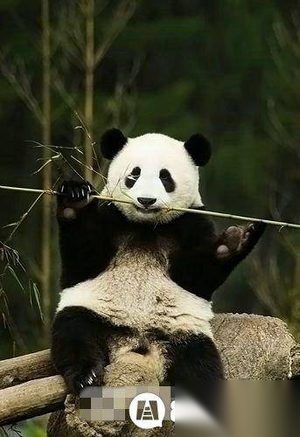 走进中国国宝大熊猫 揭秘大熊猫的习性