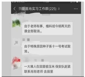 价值千万科研玉米被偷摘是是怎么回事？什么玉米价值这么高