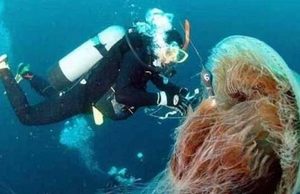 世界上最丑的水母，外表极其丑陋