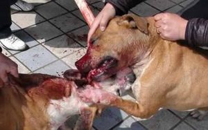 世界上最厉害的狗，比特犬不咬死不松口