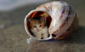 世界上最小的猫，身长8厘米 重907克