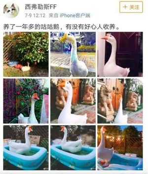 大学“录取”了一只鹅是怎么回事？上海海事大学的“操作”超出人们想象