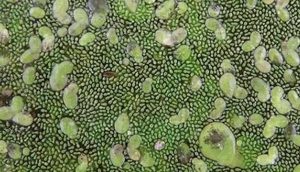 世界上最小的花，无根萍开出的花仅针眼大