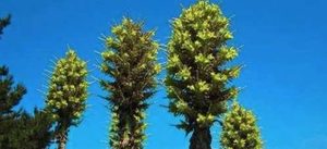 世界上最恐怖的植物，眼镜蛇瓶子草能诱捕黄蜂