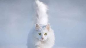 世界上最古老的长毛猫品种之一 起源早自16世纪