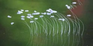 世界上最神奇的花，优昙婆罗花3000年一见