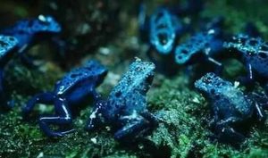 世界上最毒的六种生物 看着很美却身怀剧毒