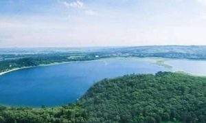 广东水怪：湛江湖光岩惊现数十条巨型生物