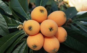 枇杷能止咳吗？枇杷可以怎么吃？