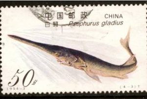什么是中国淡水鱼之王？长江白鲟是怎么灭绝的？