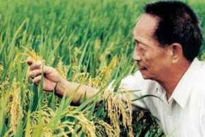 杂交水稻到底增加了多少粮食产量？袁隆平有哪些成就？