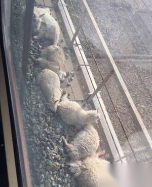 火车碾死90只羊 事故并无造成人员伤亡