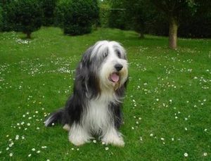 长须牧羊犬：也称高地牧羊犬，寿命12-13年