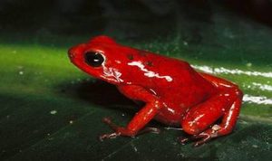 在自然界的生物中，红带箭毒蛙的毒性究竟有多强？
