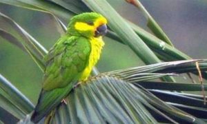 在自然界的生物中，黄耳鹦哥有着怎样的生活习性？