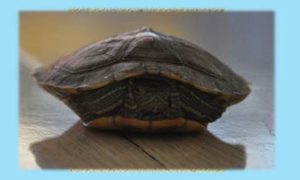 在自然界的生物中，泥龟有怎样的生活习性与特征？