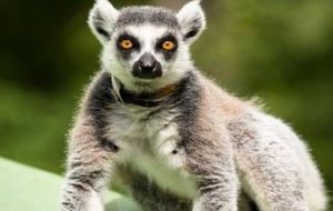 在自然界的生物中，狐猴这种猴类近亲有怎样的食性？