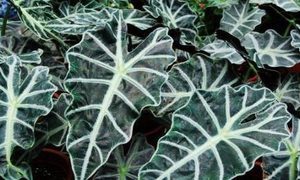 在自然界的生物中，黑叶观音莲需要怎样的养殖方式？