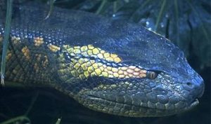 海洋巨蟒：传说中的恐怖生物，身体可以达到30米左右