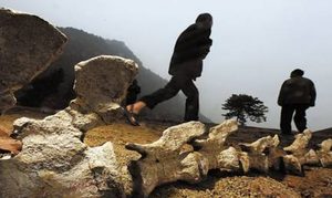 博妮塔龙分布在哪些地区？它有怎样的生活习性与特征？
