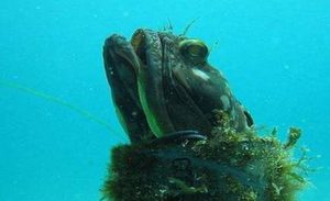 在世界上所有生物当中，勃氏新热鳚有怎样的生活习性？