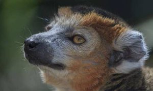 在世界上所有生物当中，冠狐猴的现状究竟是怎样的？