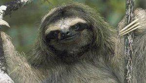 在自然界的生物中，侏三趾树懒有怎样的生活习性与特征？