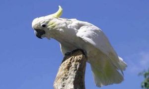 在自然界的生物中，菲律宾凤头鹦鹉有怎样的栖息环境？