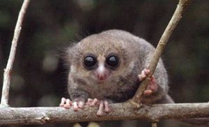 在自然界的生物中，叉斑鼠狐猴有哪些生活习性与繁殖方式？