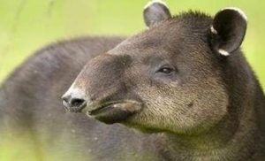 在世界上所有生物当中，中美貘有着怎样的生活习性？