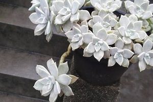 宝石花有哪些习性？又该如何栽培呢？