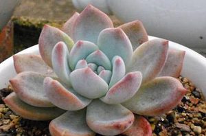 芙蓉雪莲有哪些习性？又该如何栽培呢？
