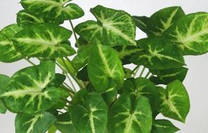 合果芋属于什么品种？都有哪些栽培技巧呢？